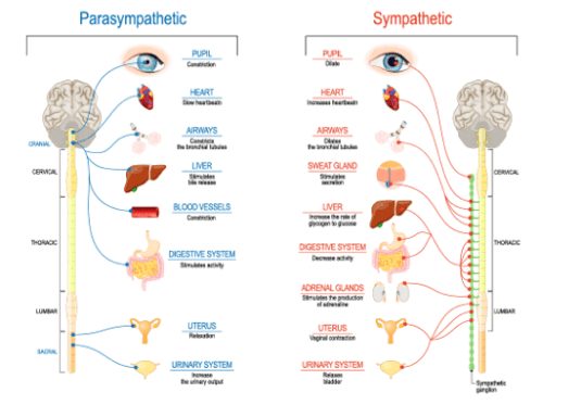 A diagram of How does light achieve by Syntonics Technology at Buck & Todd Optometrist Mackay