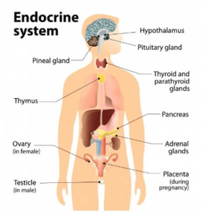 A diagram of Endocrine System and How does light triggers the photoreceptors cells of the retina at Buck & Todd Optometrist Mackay